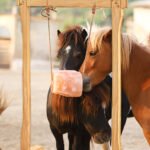 Himalaya Horse Lick 2-3kg