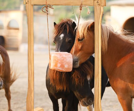 Himalaya Horse Lick 2-3kg